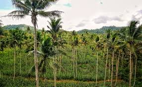 Banggai Kepulauan Tambah Areal Tanam Baru Untuk Produksi Jagung 10 Ribu Hektar